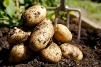 Картофель вреден для здоровья